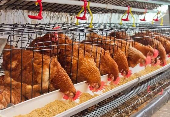 poultry feed making machine